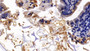 DAB staining on fromalin fixed paraffin-embedded Spleen tissue)