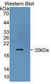 Western Blot; Sample: Recombinant protein.