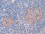 DAB staining on IHC-P; Samples: Human Pancreas Tissue.