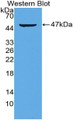 Western Blot; Sample: Recombinant protein.