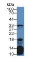 Western Blot; Sample: Mouse Thymus lysate; Primary Ab: 2µg/mL Rabbit Anti-Human IL21 Antibody Second Ab: 0.2µg/mL HRP-Linked Caprine Anti-Rabbit IgG Polyclonal Antibody