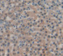 Integrin Alpha M (Cd11B) Polyclonal Antibody, Cat#CAU25495