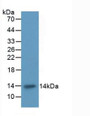 Western Blot; Sample: Recombinant ITGaM, Rat.