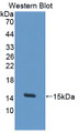 Western Blot; Sample: Recombinant protein.