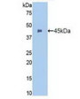 Western Blot; Sample: Recombinant ITGaM, Human.