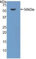 Western Blot; Sample: Recombinant DARC, Mouse.