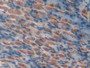 DAB staining on IHC-P; Samples: Mouse Stomach Tissue; Primary Ab: 20µg/ml Rabbit Anti-Mouse DARC Antibody Second Ab: 2µg/mL HRP-Linked Caprine Anti-Rabbit IgG Polyclonal Antibody