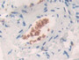 DAB staining on IHC-P; Samples: Human Liver Tissue.