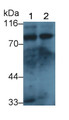 Western Blot; Sample: Recombinant protein.