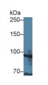 Western Blot; Sample: Human MCF7 cell lysate; Primary Ab: 1µg/ml Rabbit Anti-Human TAF2 Antibody Second Ab: 0.2µg/mL HRP-Linked Caprine Anti-Rabbit IgG Polyclonal Antibody