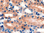 DAB staining on IHC-P; Samples: Mouse Kidney Tissue)