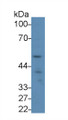 Western Blot; Sample: Human Jurkat cell lysate; ; Primary Ab: 1µg/ml Rabbit Anti-Human LAG3 Antibody; Second Ab: 0.2µg/mL HRP-Linked Caprine Anti-Rabbit IgG Polyclonal Antibody;