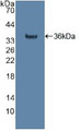 Western Blot; Sample: Recombinant citrate synthase, Human.