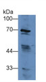 Western Blot; Sample: Mouse Liver lysate; ; Primary Ab: 1µg/ml Rabbit Anti-Mouse FATP5 Antibody; Second Ab: 0.2µg/mL HRP-Linked Caprine Anti-Rabbit IgG Polyclonal Antibody;