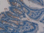 DAB staining on IHC-P; Samples: Rat Intestine Tissue;  Primary Ab: 20µg/ml Rabbit Anti-Rat TFF3 Anti