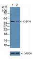 Knockout Varification: ; Lane 1: Wild-type HepG2 cell lysate; ; Lane 2: IGSF16 knockout HepG2 cell lysate; ; Predicted MW: 25kd ; Observed MW: 37kd; Primary Ab: 2µg/ml Rabbit Anti-Human IGSF16 Antibody; Second Ab: 0.2µg/mL HRP-Linked Caprine Anti-Rabbit IgG Polyclonal Antibody;