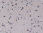 DAB staining on IHC-P; Samples: Rat Brain Tissue;  Primary Ab: 10µg/ml Rabbit Anti-Rat IL17RA Antibo