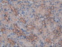 DAB staining on IHC-P; Samples: Mouse Kidney Tissue.