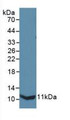 Western Blot; Sample: Recombinant IL13Ra2, Mouse.