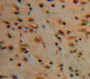 Used in DAB staining on fromalin fixed paraffin-embedded Brain tissue