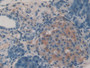 DAB staining on IHC-P; Samples: Rat Pancreas Tissue)