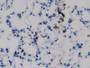 DAB staining on IHC-P; Samples: Rat Lung Tissue; Primary Ab: 10µg/ml Rabbit Anti-Rat SPC Antibody Second Ab: 2µg/mL HRP-Linked Caprine Anti-Rabbit IgG Polyclonal Antibody