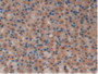 DAB staining on IHC-P; Samples: Rat Stomach Tissue