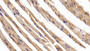 DAB staining on IHC-P; Samples: Mouse Liver Tissue