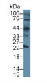 Western Blot; Sample: Mouse Skin; Primary Ab: 2µg/ml Rabbit Anti-Mouse CLEC4L Antibody Second Ab: 0.2µg/mL HRP-Linked Caprine Anti-Rabbit IgG Polyclonal Antibody