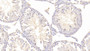 DAB staining on IHC-P; Samples: Mouse Testis Tissue;  Primary Ab: 20μg/ml Rabbit Anti-Mouse Tb4 Antibody Second Ab: 2µg/mL HRP-Linked Caprine Anti-Rabbit IgG Polyclonal Antibody 