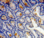 Used in DAB staining on fromalin fixed paraffin-embedded bowels tissue