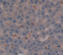 Glucocorticoid Receptor (Gr) Polyclonal Antibody, Cat#CAU25632