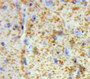 Used in DAB staining on fromalin fixed paraffin-embedded Brain tissue