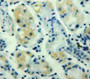 Used in DAB staining on fromalin fixed paraffin-embedded Stomach tissue