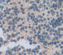 B-Lymphocyte Chemoattractant (Blc) Polyclonal Antibody, Cat#CAU25647