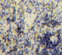 Used in DAB staining on fromalin fixed paraffin-embedded Spleen tissue