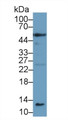 Western Blot; Sample: Mouse Lung lysate; Primary Ab: 1µg/ml Rabbit Anti-Mouse CASP1 Antibody Second Ab: 0.2µg/mL HRP-Linked Caprine Anti-Rabbit IgG Polyclonal Antibody