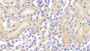 DAB staining on IHC-P; Samples: Mouse Kidney Tissue; Primary Ab: 20μg/ml Rabbit Anti-Mouse CASP1 Antibody Second Ab: 2µg/mL HRP-Linked Caprine Anti-Rabbit IgG Polyclonal Antibody