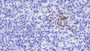 DAB staining on IHC-P; Samples: Human Pancreas Tissue; Primary Ab: 20μg/ml Rabbit Anti-Human CASP1 Antibody Second Ab: 2µg/mL HRP-Linked Caprine Anti-Rabbit IgG Polyclonal Antibody