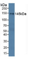 Western Blot; Sample: Human Hela Cells.