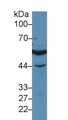 Western Blot; Sample: Human Jurkat cell lysate; Primary Ab: 3µg/ml Rabbit Anti-Human IRF3 Antibody Second Ab: 0.2µg/mL HRP-Linked Caprine Anti-Rabbit IgG Polyclonal Antibody
