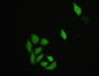 Figure:FITC staining on IHC-P Sample: Hela cells