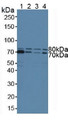 Western Blot; Sample: Lane1: Human Hela Cells; Lane2: Human Raji Cells; Lane3: Human Jurkat Cells; Lane4: Human K562 Cells.