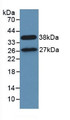 Western Blot; Sample: Recombinant STAM1, Human.