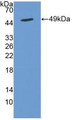 Western Blot; Sample: Recombinant CYTH2, Human.