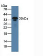 Western Blot; Sample: Mouse Serum.