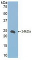 Western Blot Sample: Recombinant FceRII, Mouse.