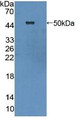 Western Blot; Sample: Recombinant CYTH1, Human.