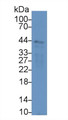 Western Blot; Sample: Mouse Spleen lysate; ; Primary Ab: 3µg/ml Rabbit Anti-Mouse LAB7-2 Antibody; Second Ab: 0.2µg/mL HRP-Linked Caprine Anti-Rabbit IgG Polyclonal Antibody;