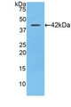 Western Blot; Sample: Recombinant SLC, Rat.